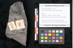 Foto (Objekt + Etikett) von Neuropteris karwinensis Ettingshausen (NHMW-GEO-2024-0188-10668)